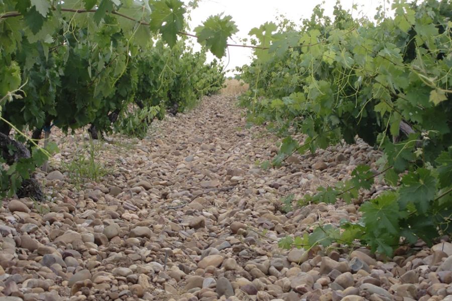 Hilera de viñas sobre suelo de guijarros en San Esteban de Gormaz