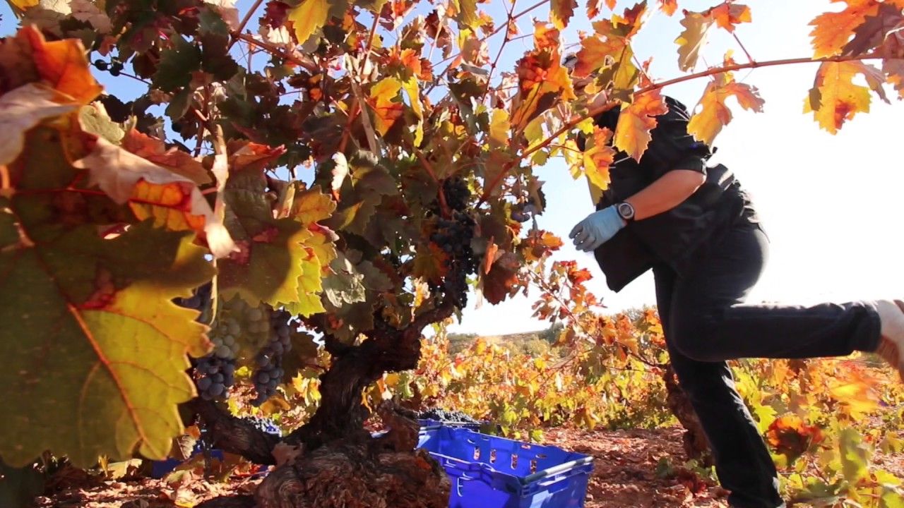 Bertrand Sourdais · Le Vigneron des Terres de Soria, en vidéo